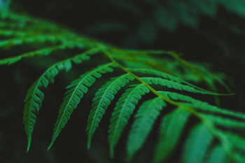 Close-up Photo of Green Fern Plant Close-up Photo of Green Fern Plant
