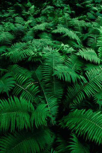 Close-up Photo of Green Fern Plants Close-up Photo of Green Fern Plants