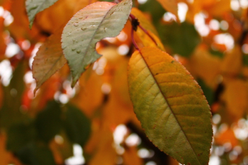 Close Up Photo of Green Leaf With Dew Drops Close Up Photo of Green Leaf With Dew Drops