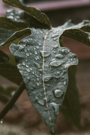 Close-up Photo of Green Leaf With Waterdrops Close-up Photo of Green Leaf With Waterdrops