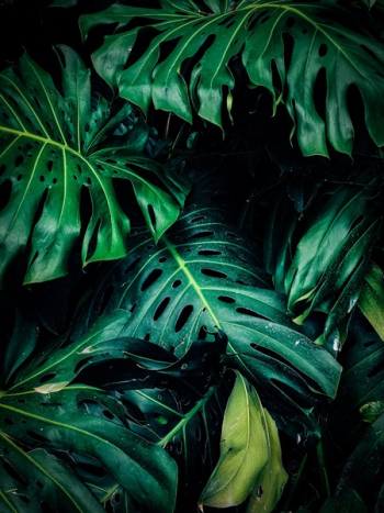 Close-up Photo of Green Leafed Plant Close-up Photo of Green Leafed Plant