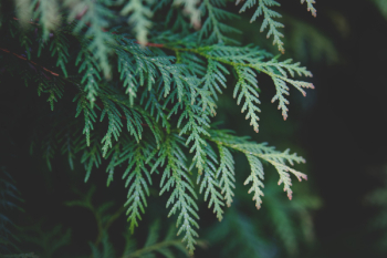 Close-up Photo of Green Leaves Close-up Photo of Green Leaves