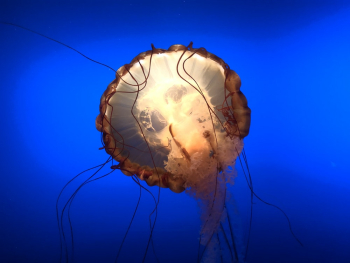 Close-up Photo of Jelly Fish Close-up Photo of Jelly Fish