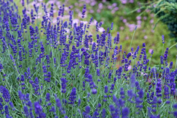 close-up photo of lavender flowers close-up photo of lavender flowers