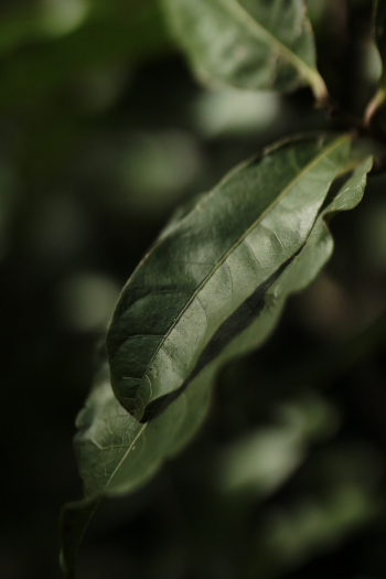 Close-Up Photo Of Leaf Close-Up Photo Of Leaf