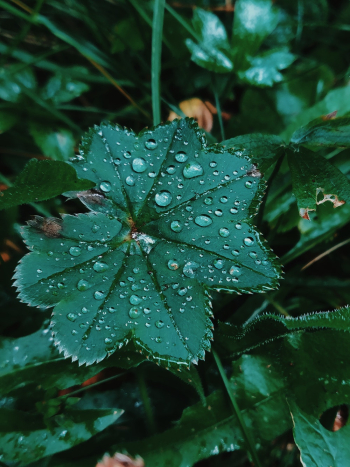 Close-Up Photo Of Leaf Close-Up Photo Of Leaf