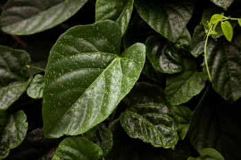 Close-Up Photo of Leaf Close-Up Photo of Leaf