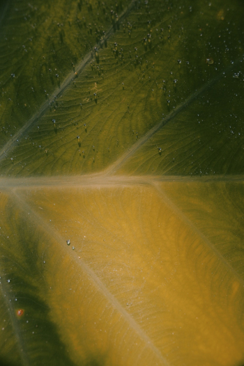 Close-Up Photo of Leaf Close-Up Photo of Leaf