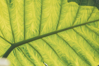 Close-Up Photo of Leaf Close-Up Photo of Leaf