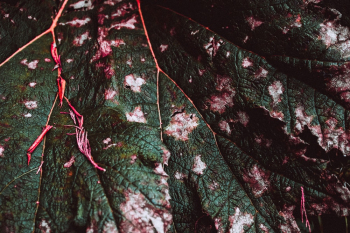 Close-Up Photo Of Leaf Close-Up Photo Of Leaf