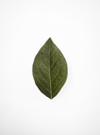 Close-Up Photo of Leaf Close-Up Photo of Leaf