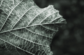 Close-Up Photo of Leaf Close-Up Photo of Leaf