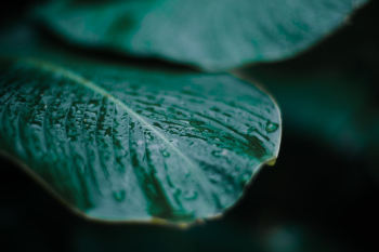 Close-Up Photo of Leaf Close-Up Photo of Leaf
