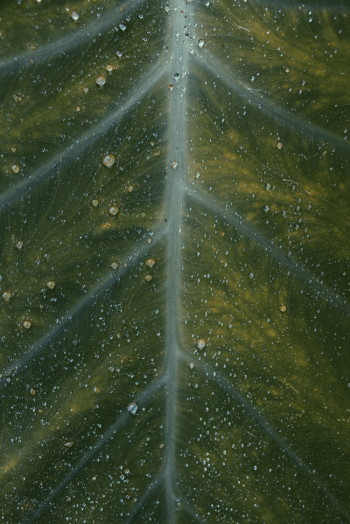Close-Up Photo of Leaf Close-Up Photo of Leaf