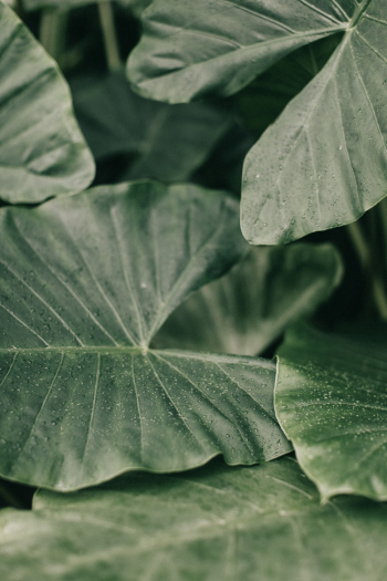 Close-Up Photo of Leaves Close-Up Photo of Leaves