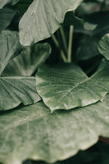 Close-Up Photo of Leaves Close-Up Photo of Leaves