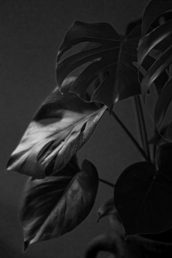 Close-Up Photo of Leaves Close-Up Photo of Leaves