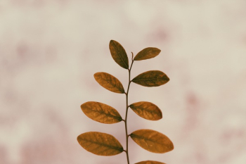 Close-Up Photo of Leaves Close-Up Photo of Leaves