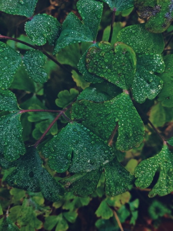 Close-Up Photo of Leaves Close-Up Photo of Leaves