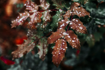 Close-up Photo of Leaves Close-up Photo of Leaves