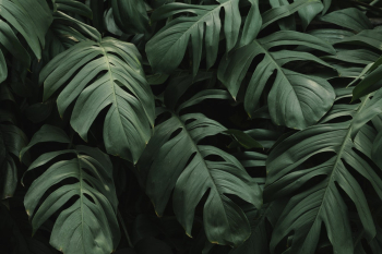 Close-up Photo of Leaves Close-up Photo of Leaves