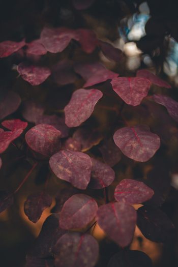 Close-Up Photo of Leaves Close-Up Photo of Leaves