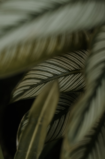 Close-Up Photo of Leaves Close-Up Photo of Leaves