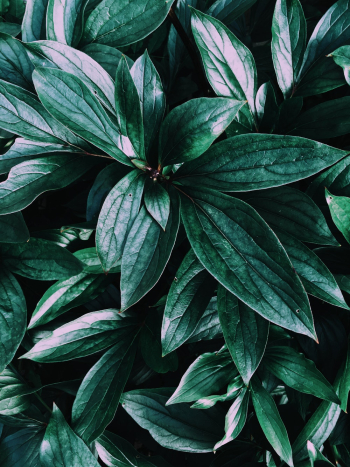 Close-Up Photo of Leaves Close-Up Photo of Leaves