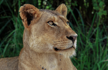 Close-Up Photo of Lioness Close-Up Photo of Lioness