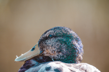 Close-up Photo Of Mallard Duck Close-up Photo Of Mallard Duck