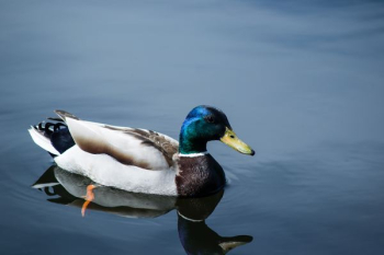 close up photo of mallard duck close up photo of mallard duck