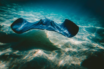 close up photo of manta ray close up photo of manta ray
