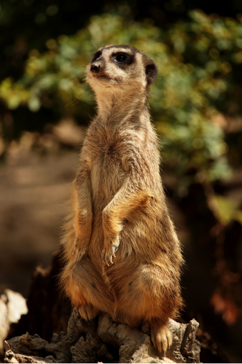 Close-Up Photo of Meerkat Close-Up Photo of Meerkat