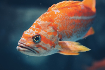Close-Up Photo of Orange Fish Close-Up Photo of Orange Fish