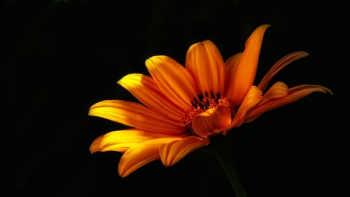Close-up Photo of Orange Mexican Sunflower in Bloom Close-up Photo of Orange Mexican Sunflower in Bloom