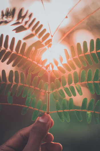 Close-Up Photo of Person Holding Fern Plant Close-Up Photo of Person Holding Fern Plant