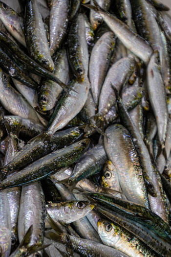 Close-Up Photo of Pile Of Fish Close-Up Photo of Pile Of Fish
