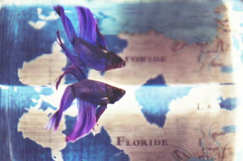 Close Up Photo of Purple Betta Fish Close Up Photo of Purple Betta Fish