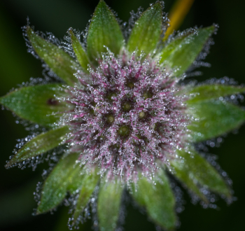Close Up Photo of Purple Flower With Dew Close Up Photo of Purple Flower With Dew