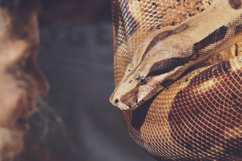 Close-up Photo of Reticulated Python Close-up Photo of Reticulated Python