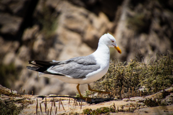 Close-Up Photo of Seagull Close-Up Photo of Seagull