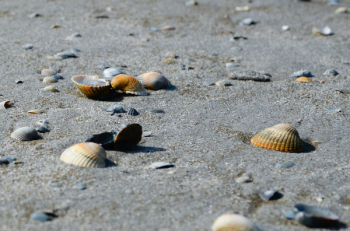 Close-up Photo of Seashells Close-up Photo of Seashells
