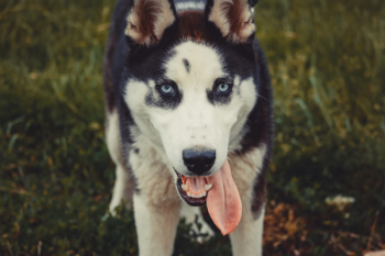 Close-up Photo of Siberian Husky Close-up Photo of Siberian Husky