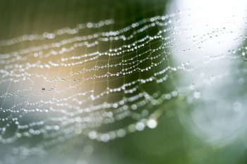 Close-up Photo of Spider Web With Dew Drops Close-up Photo of Spider Web With Dew Drops
