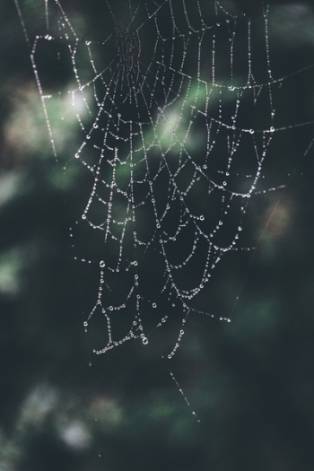 Close-up Photo of Spiderweb Close-up Photo of Spiderweb