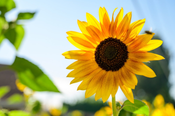 Close-Up Photo of Sunflower Close-Up Photo of Sunflower