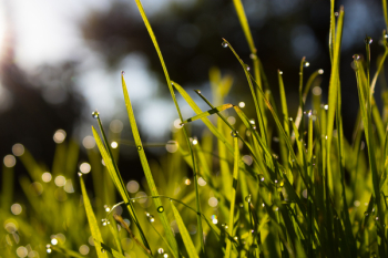 Close-up Photo of Water Dew on Green Grass Close-up Photo of Water Dew on Green Grass