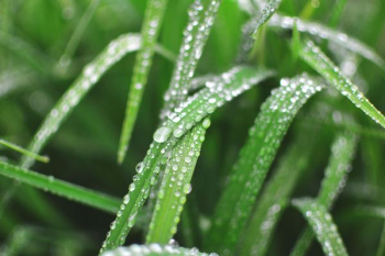 close-up photo of water dew on linear leaves close-up photo of water dew on linear leaves