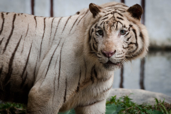 Close-up Photo of White Bengal Tiger Close-up Photo of White Bengal Tiger