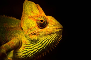 close-up photo of yellow and green lizard close-up photo of yellow and green lizard